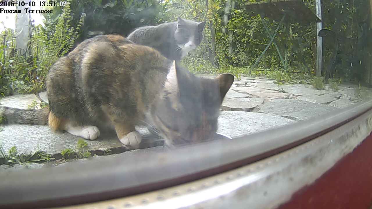 Spielgefährtin Leo