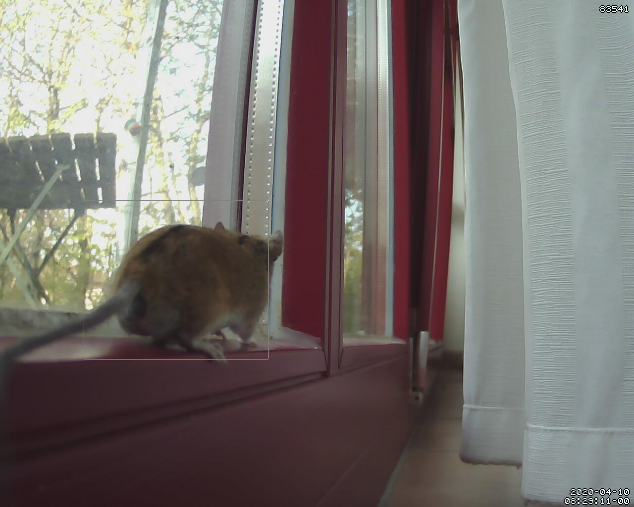 Azura brachte eine Maus ins Haus, die dann im Wohnzimmer von der CatCam beobachtet wurde.